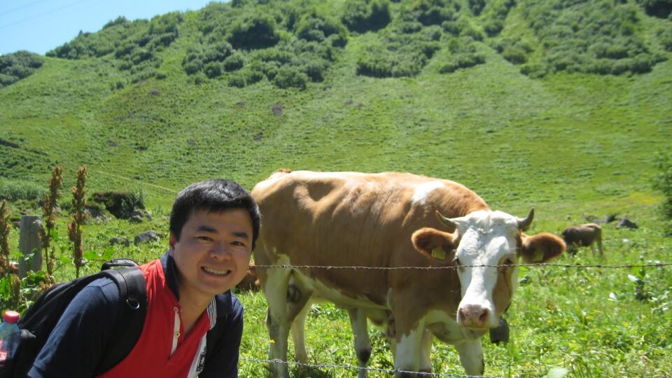 Swiss Cows, in Swiss Alps, 2011