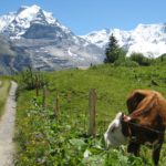 Swiss Cows, in Swiss Alps, 2011