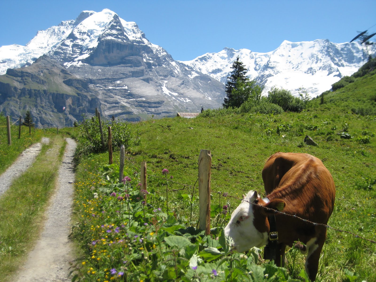 Swiss Cows, in Swiss Alps, 2011